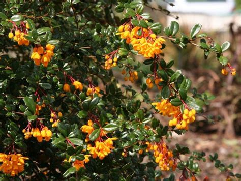 berberis characteristics.